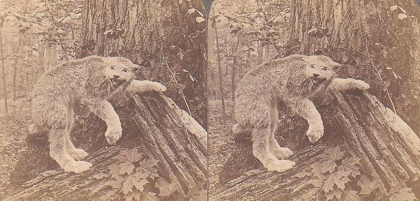 Canada Lynx ~ The Terror of the Woods ~ 1890