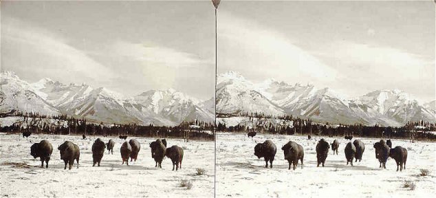 Monarch of the Plain ~ Bison or American Buffalo in His Snowbound Home ~ B.C.