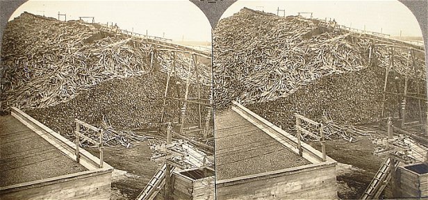 19,000 Cords of Pulp Wood at Fort William, Ontario