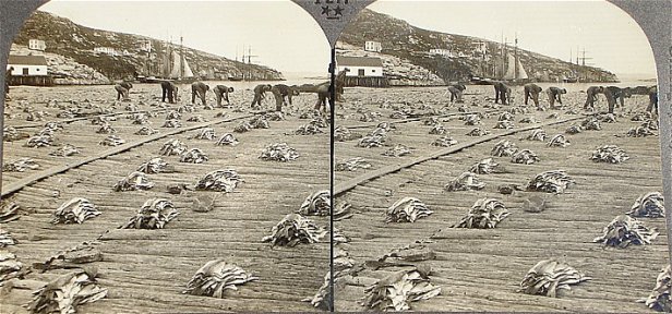 Spreading Cod Fish to Dry at Battle Harbour, Labrador