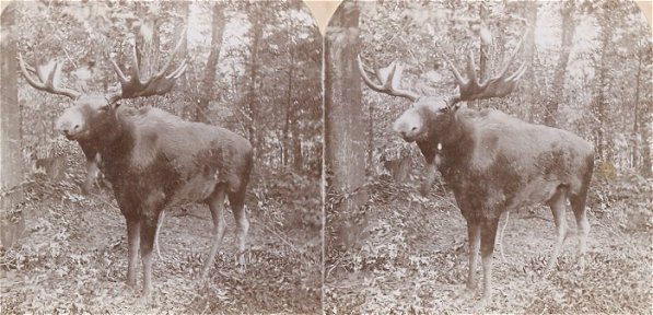 Moose: Monarch of All I Survey