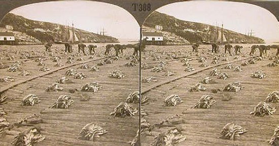 Spreading Cod Fish to Dry at Battle Harbour, Labrador