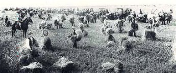 Harvest 1892