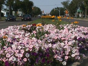 First Street Median Flowers