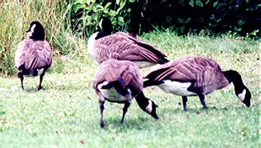 Canada Geese