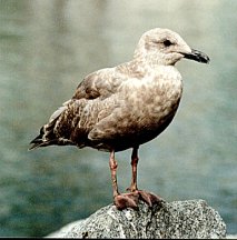 Herring Gull