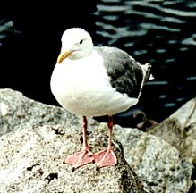 Herring Gull