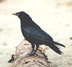 A Common Crow