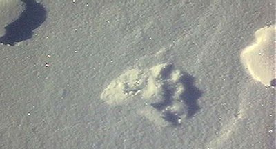 Bear Tracks