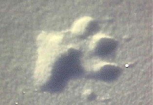 Bear Tracks