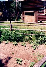 Potato Garden at a Fish Camp