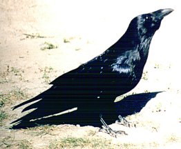 A Raven