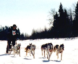 Dog Team annual race
