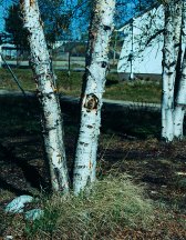 Birches at Lynn Lake