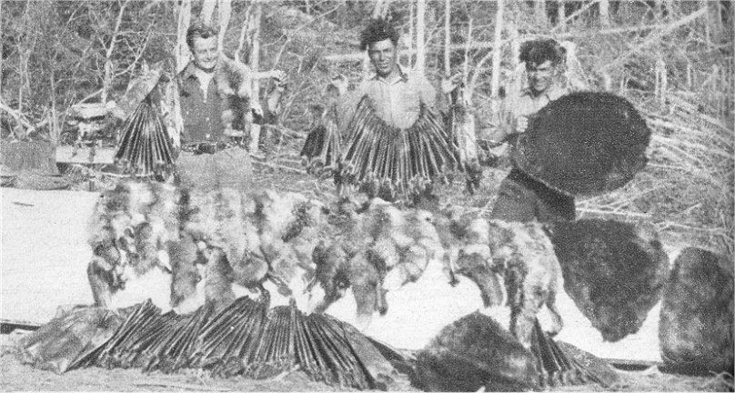 Beaver Hats and Pelts