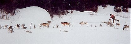 James Caribou and dog team