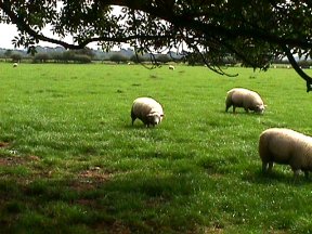 [5] Sheep Graze on the Site of Lancaster Crash