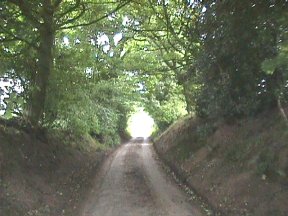 [8] Canopied Country Road Back to Sandon