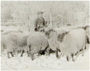 Tending Sheep - Winter Chores