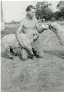 Feeding Lambs