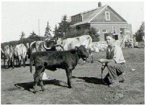 Tending Cattle in the Barnyard: Campbell Home in Background
