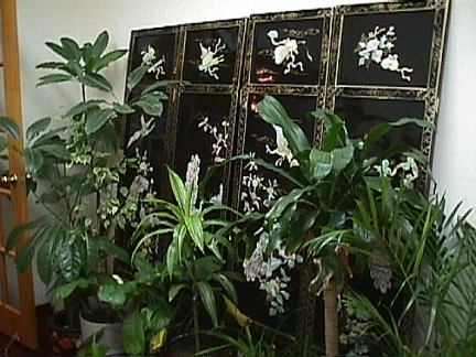 SOO'S Assembly Close Screen & Plants