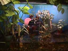 Aquarium Display