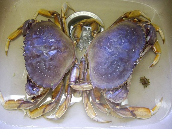 Two very lively dungeness crabs
