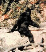 Bigfoot?