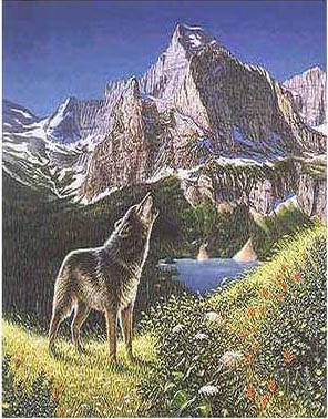 Can you find the other 4 wolves in the rocky cliffs?