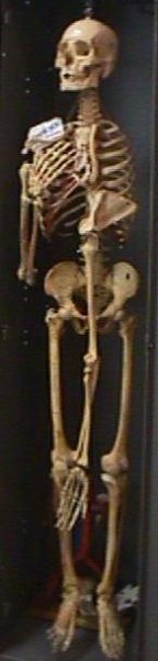 Skeleton